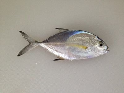 Barcheek Trevally Indokaiwari Carangoides Plagiotaenia