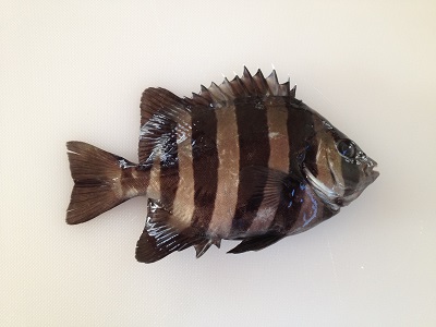 Barred Knifejaw Ishidai Oplegnathus Fasciatus
