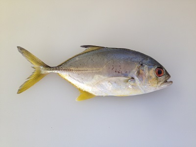 Bigeye Trevally Gingameaji Caranx Sexfasciatus