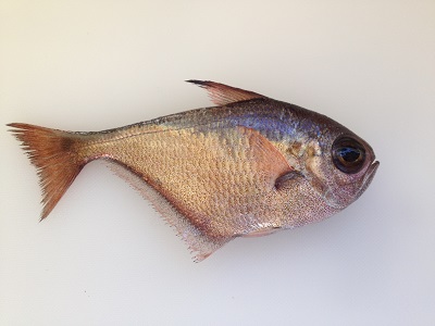 Black Stripe Sweeper Minamihatanpo Pempheris Schwenkii