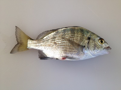 Blackhead Seabream Kurodai Acanthopagrus Schlegelii