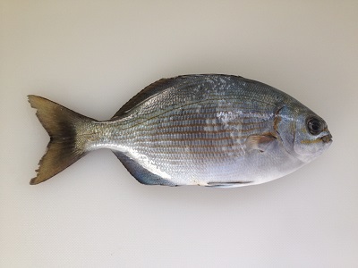 Brassy Chub Isuzumi Kyphosus Vaigiensis