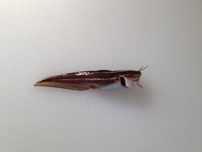 Eeltail Catfish Gonzui Plotosus Japonicus