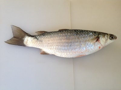 Flathead Grey Mullet Bora Mugil Cephalus