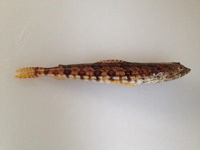 Gracile Lizardfish Madaraeso Saurida Gracilis