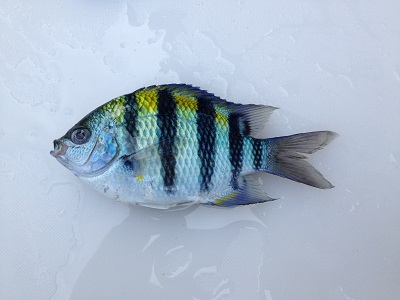 Indo Pacific Sergeant Oyabitcha Abudefduf Vaigiensis