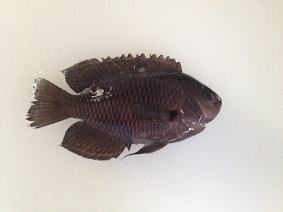 Japanese Gregory Sedakasuzumedai Stegastes Altus