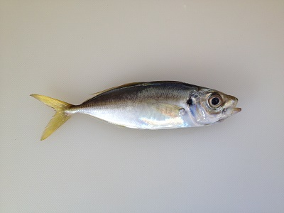 Japanese Jack Mackerel Maaji Trachurus Japonicus