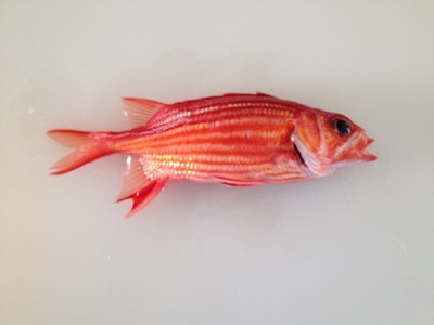 North Pacific Squirrelfish Ittoudai Sargocentron Spinosissimum