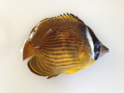 Oriental Butterflyfish Chouchouo Chaetodon Auripes