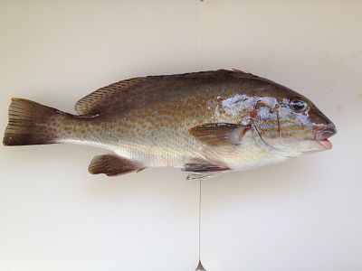 Painted Sweetlips Korodai Diagramma Pictum