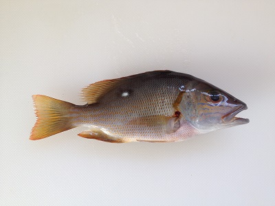 Russells Snapper Kurohoshifuedai Lutjanus Russellii