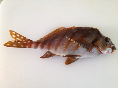 Spottedtail Morwong Takanohadai Cheilodactylus Zonatus