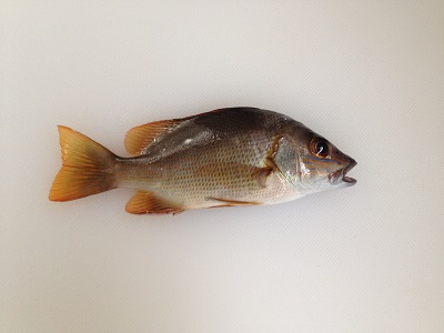 Star Snapper Fuedai Lutjanus Stellatus