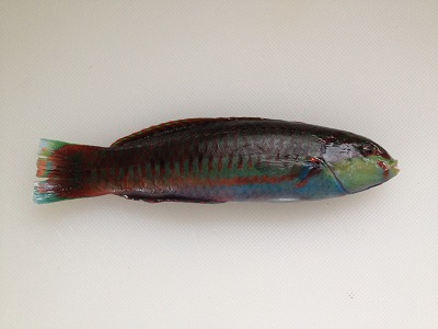 Thalassoma Cupido Nishikibera Thalassoma Cupido