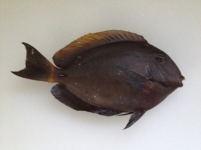 Yellowfin Surgeonfish Kurohagi Acanthurus Xanthopterus 1
